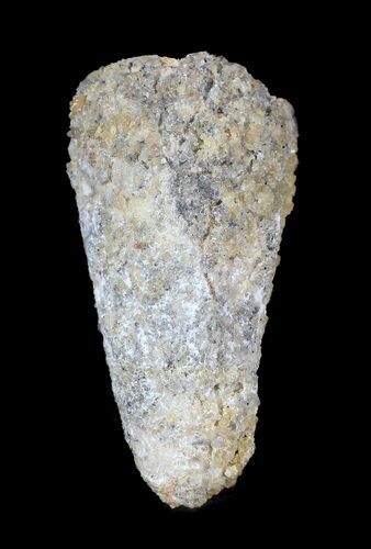 Cretaceous Fossil Crocodile (Elosuchus) Tooth - Morocco #49054